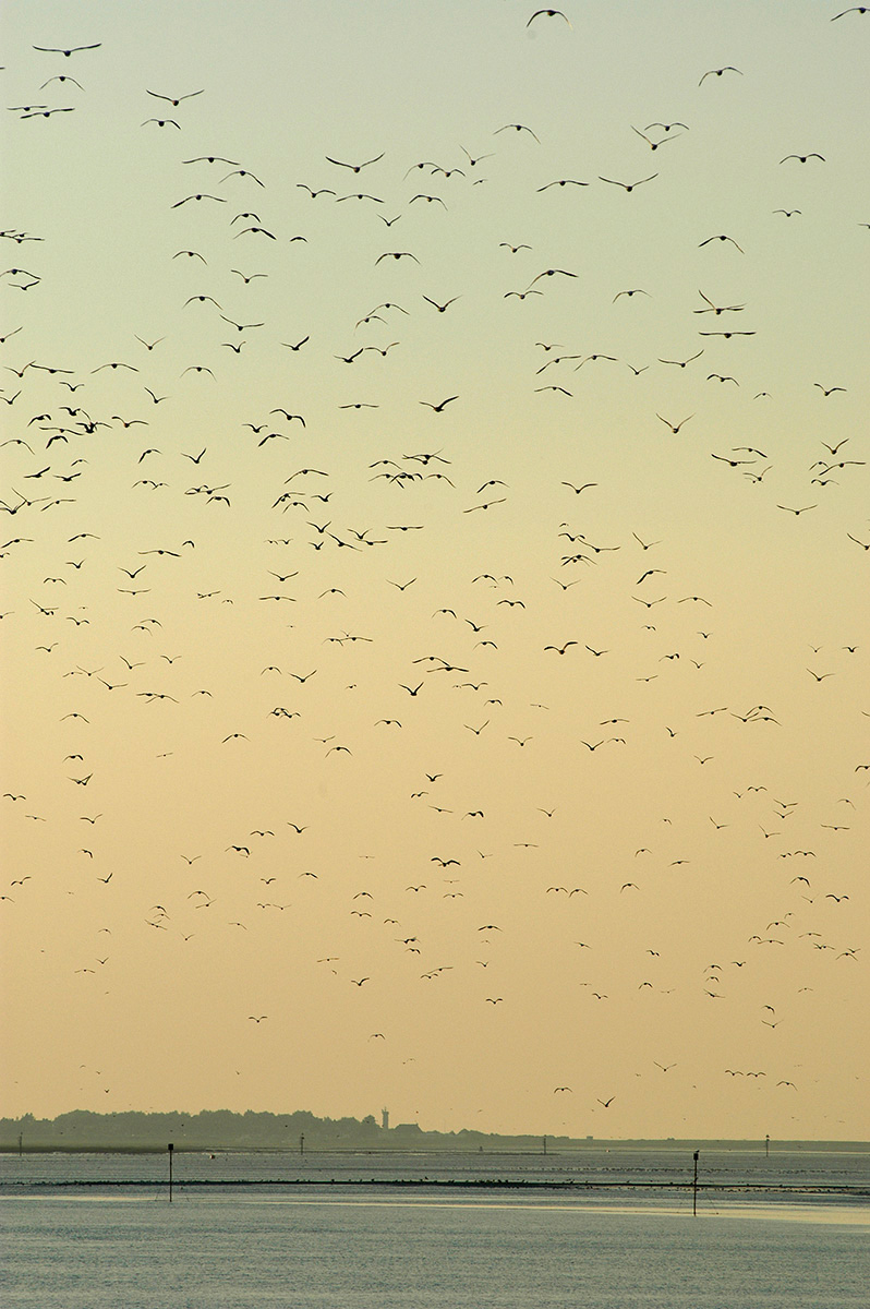 Baie de Somme