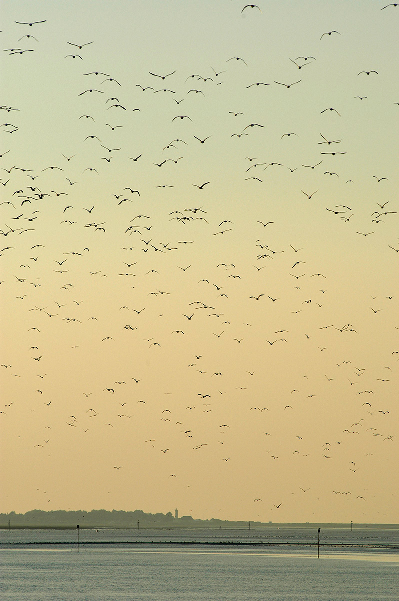 Baie de Somme